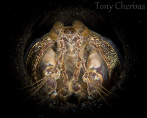 Spearing Mantis by Tony Cherbas 